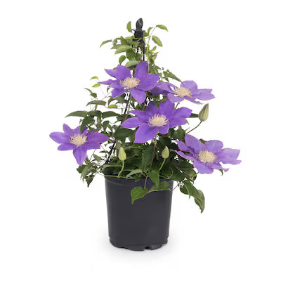 Clematis 'Jackmanii'