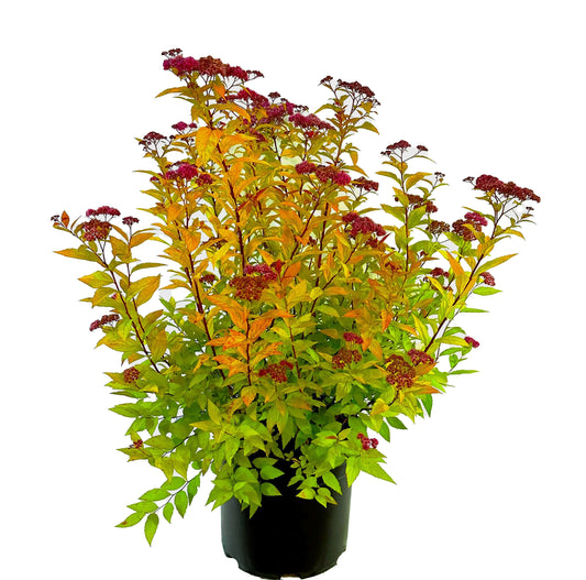 Spirea Goldflame