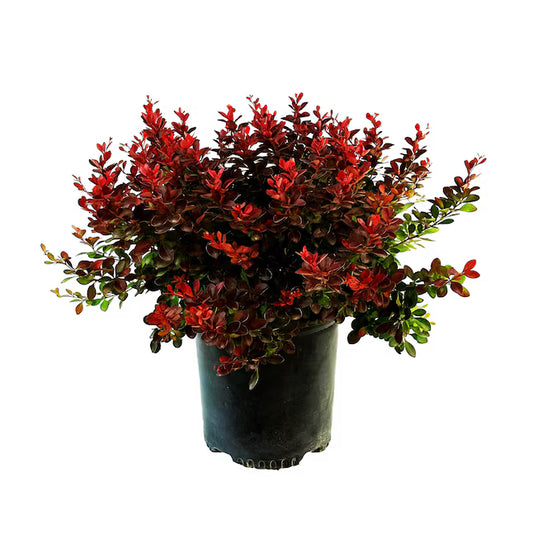 Berberis "Crimson Pygmy"