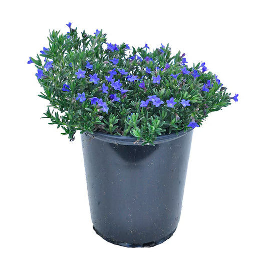Lithodora Graceward Blue