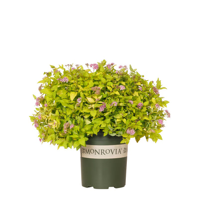 Spirea Limemound