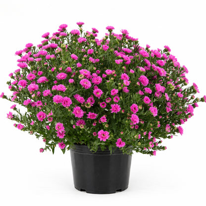Aster Henry III Pink