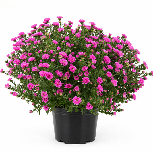 Aster Henry III Pink