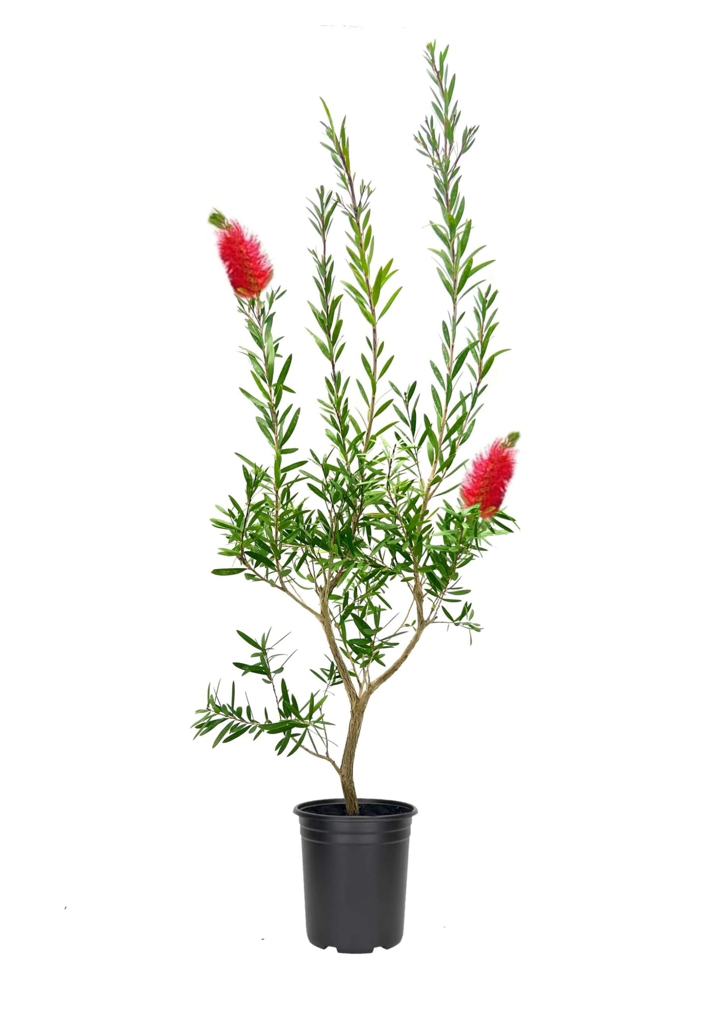 Callistemon "Citrinus"