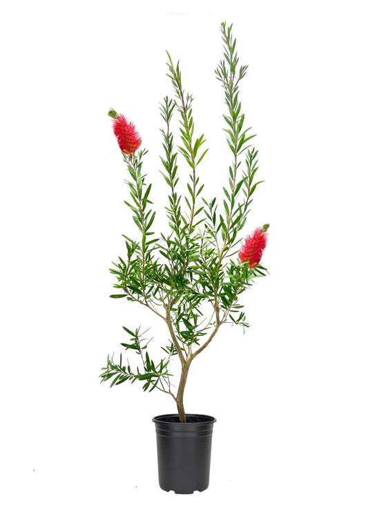 Callistemon "Citrinus"