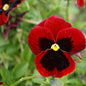 4" Pansy Red Blotch