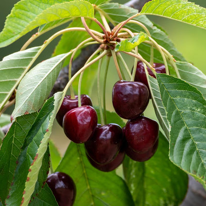 Cherry 'Black Tartarian'