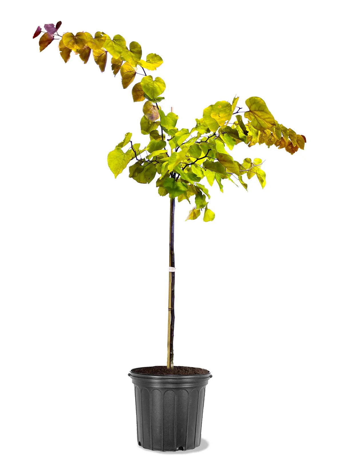 Cercis "Flame Thrower"