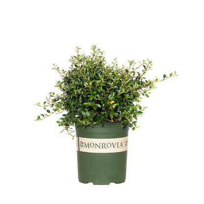 Cotoneaster 'Coral Beauty'