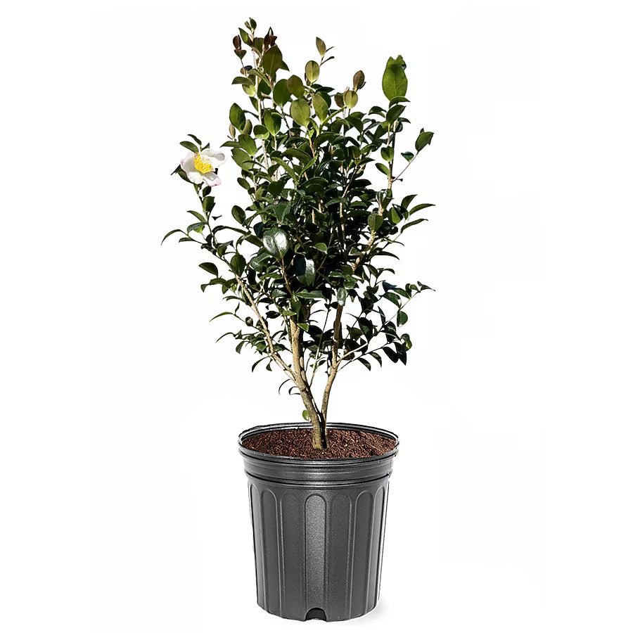 Camellia "Setsugecka"