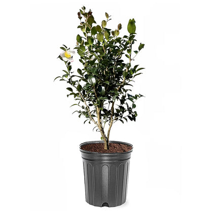 Camellia "Setsugecka"