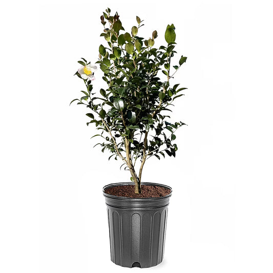 Camellia "Setsugecka"