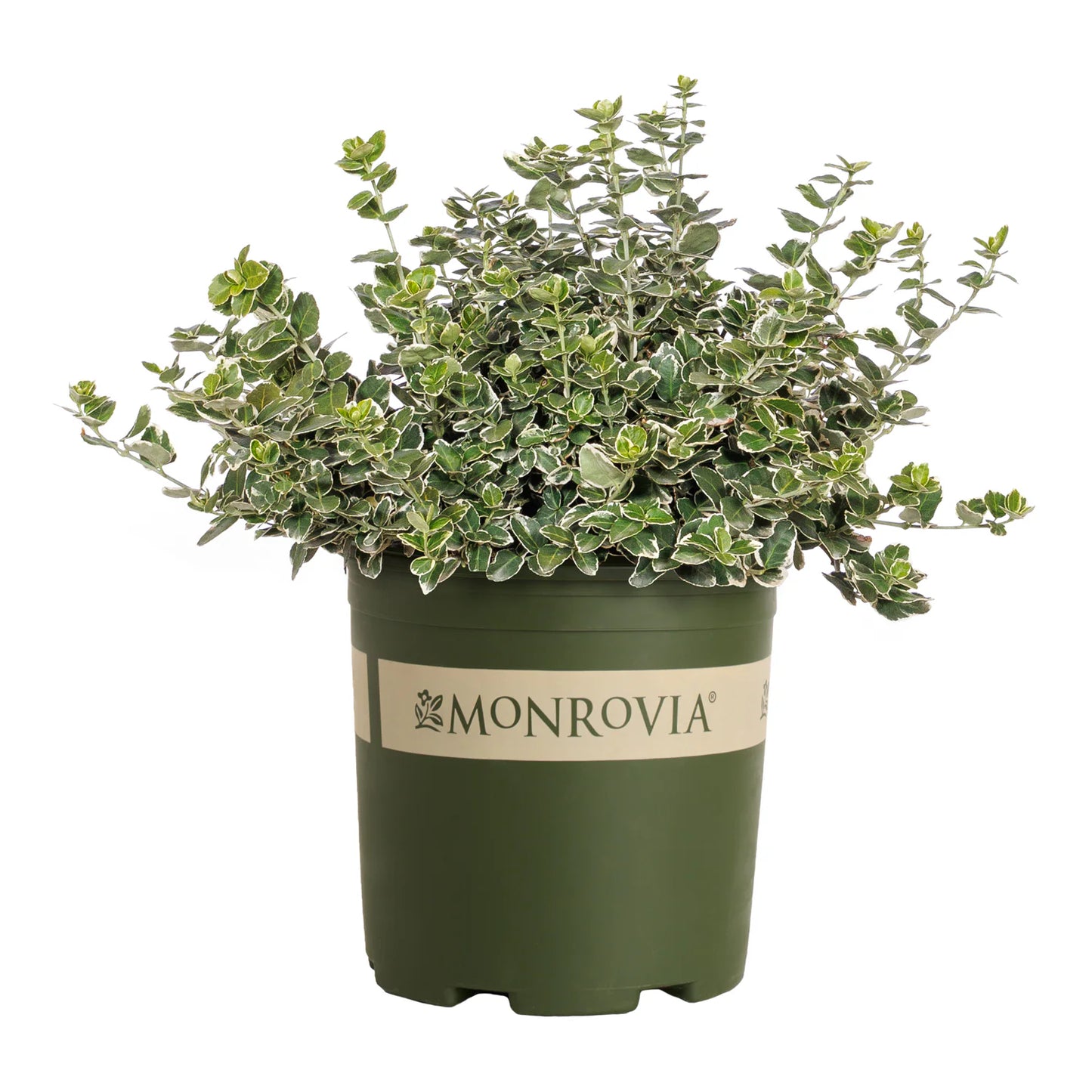 Euonymus 'Ivory Jade'