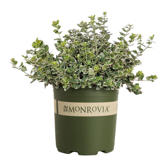 Euonymus 'Ivory Jade'