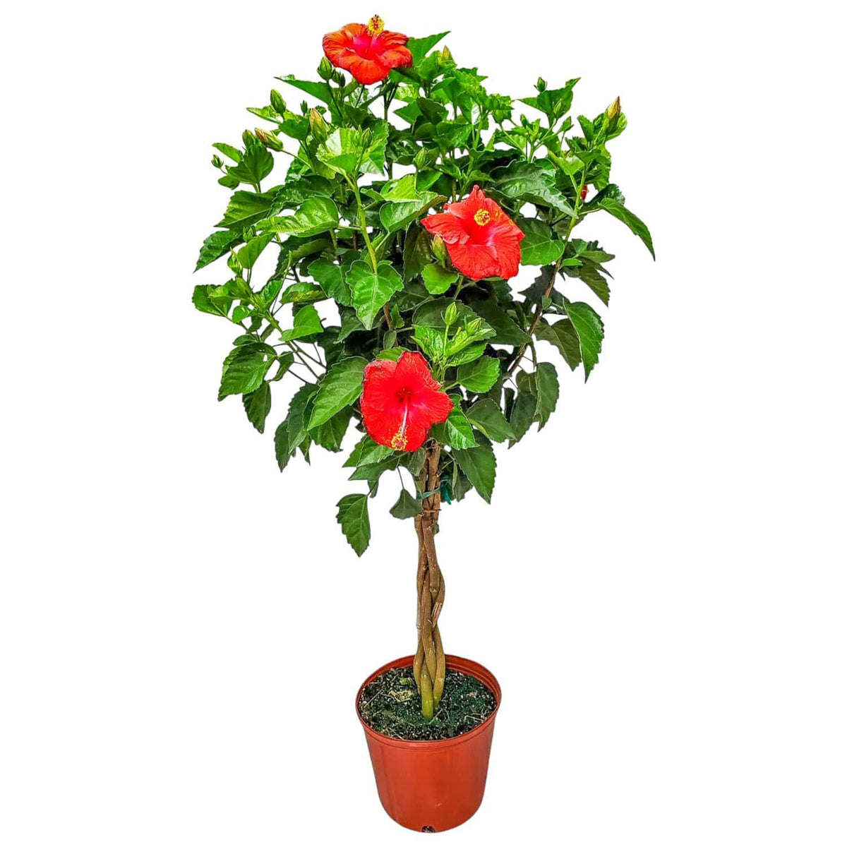 Hibiscus President Red Patio Tree