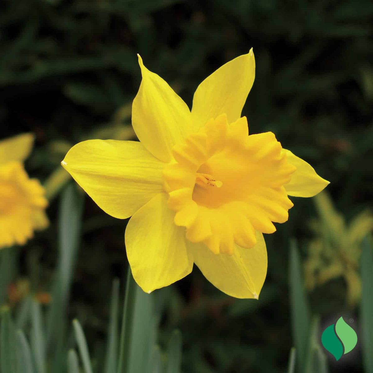 Daffodil Dutch Master