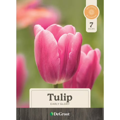 Tulip Early Glory Bulbs