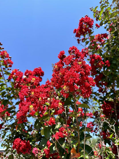 Crepe Myrtle 'Dynamite'
