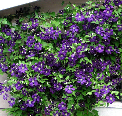 Clematis 'Jackmanii'