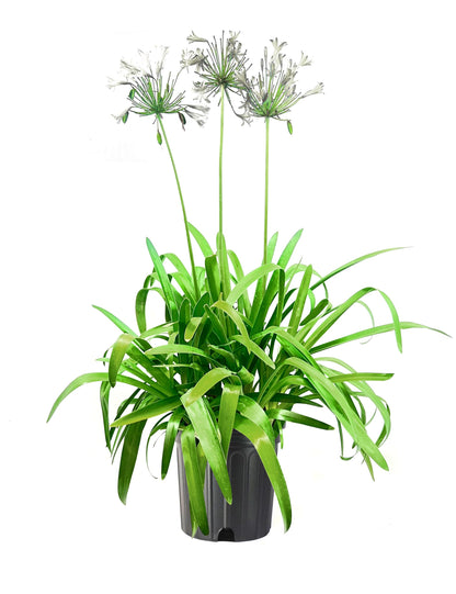 Agapanthus "Getty White"