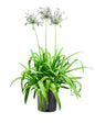 Agapanthus "Getty White"