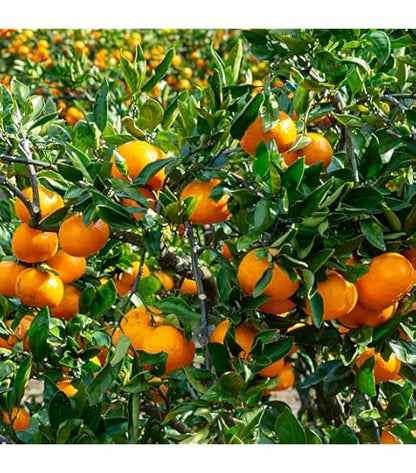 Mandarin 'Tahoe Gold'