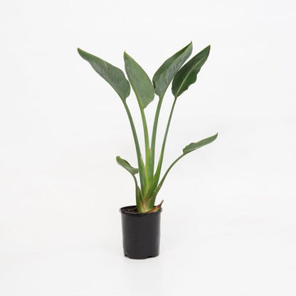 Bird Of Paradise "Mandalas Gold"