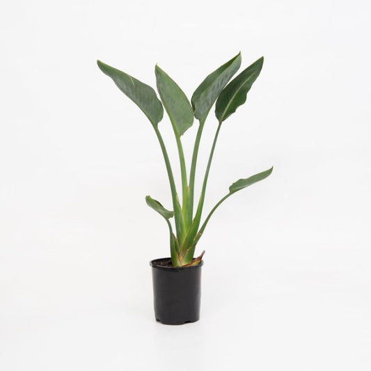 Bird Of Paradise "Mandalas Gold"