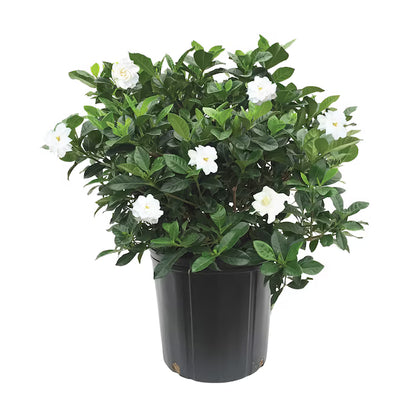 Gardenia Vetchii