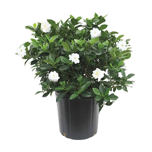 Gardenia Vetchii