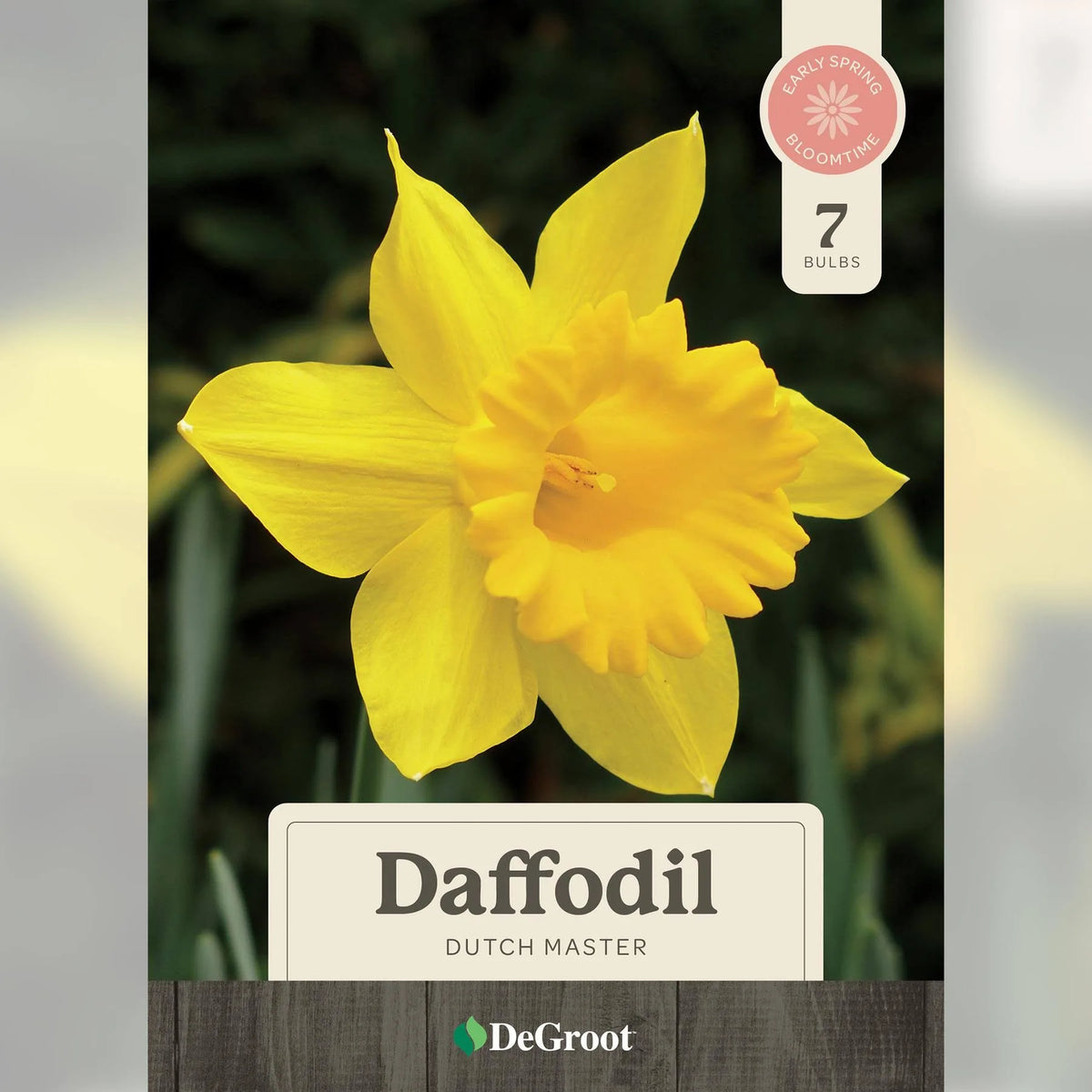Daffodil Dutch Master