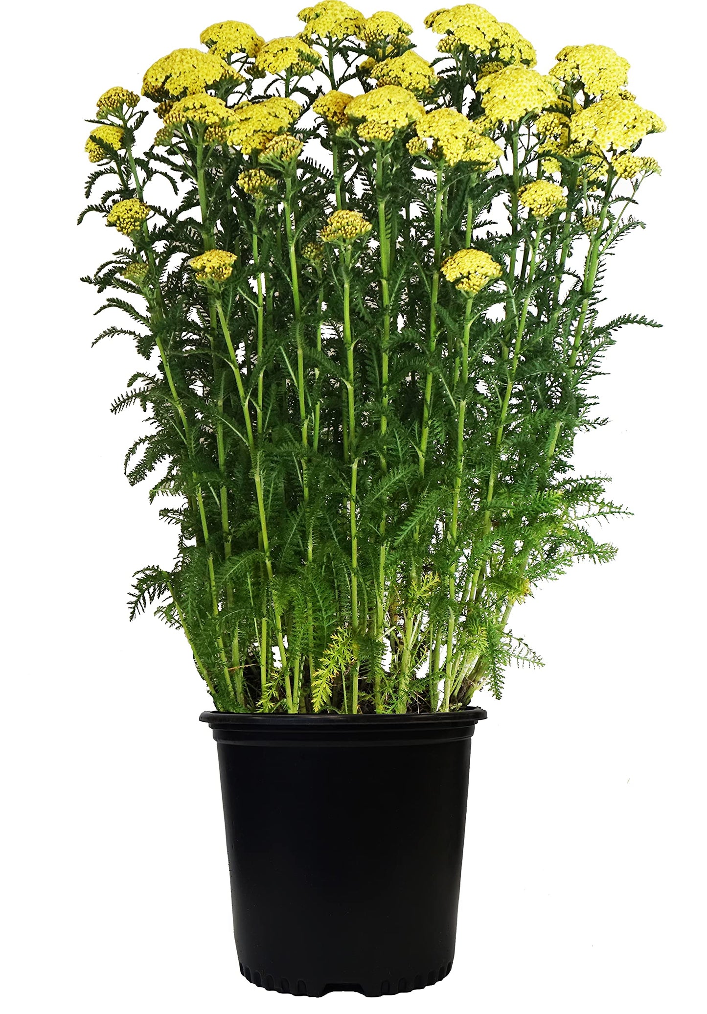 Achillea 'Moonshine'