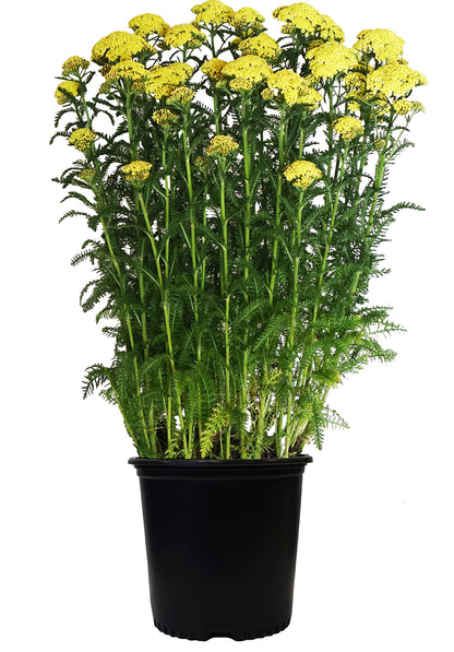 Achillea 'Moonshine'