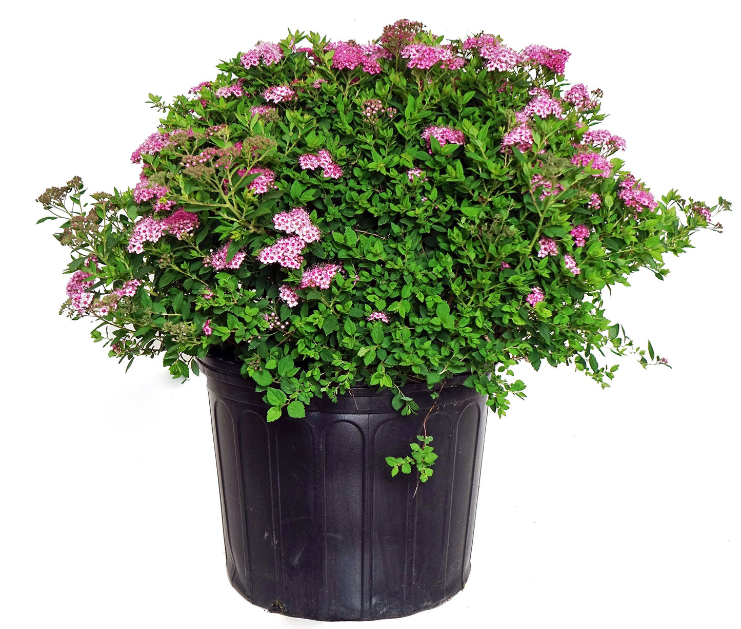 Spirea Summer Song