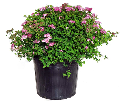 Spirea Summer Song