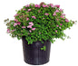 Spirea Summer Song