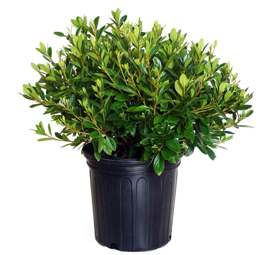 Azalea I. "Brilliant"