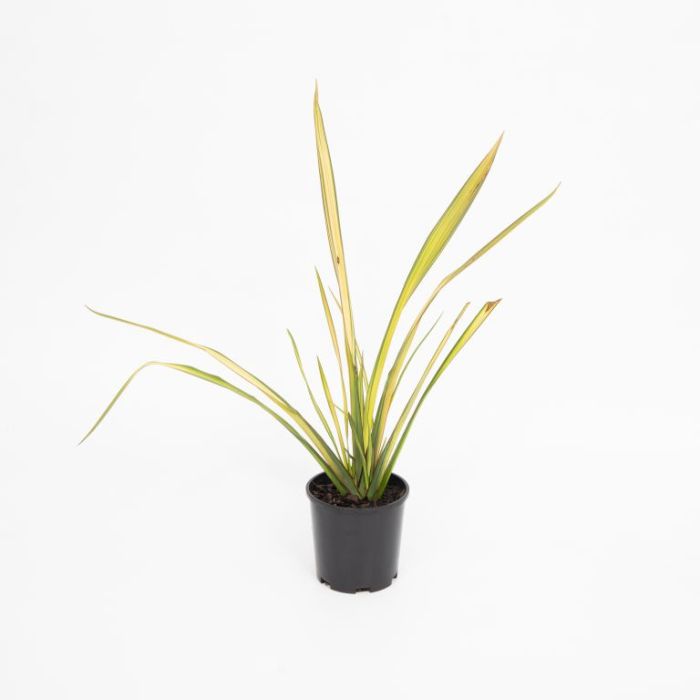 Phormium "Apricot Delight"