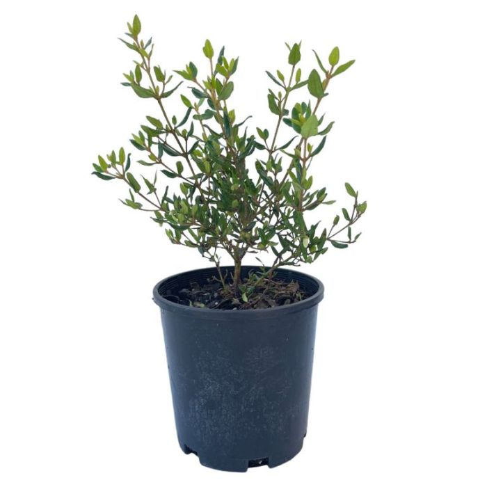 Correa 'Ivory Bells'