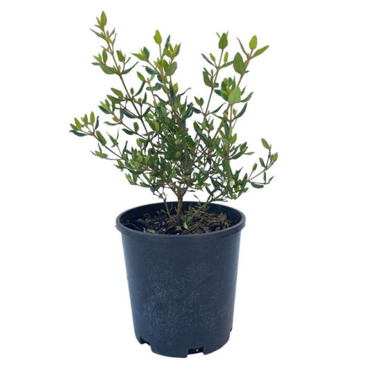 Correa 'Ivory Bells'