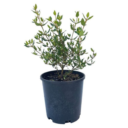 Correa 'Wyn's Wonder'