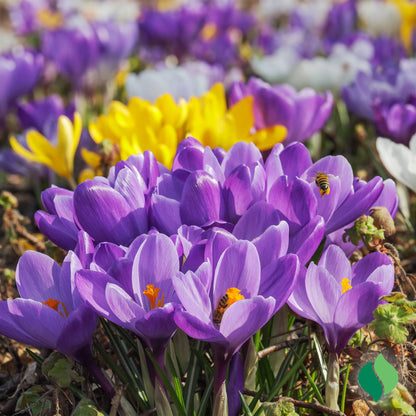 Crocus Bulbs