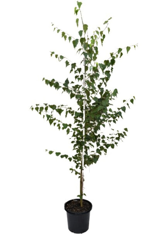 Betula Pendula "Alba" Single Trunk