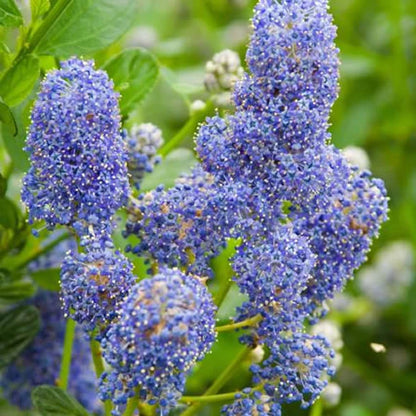 Ceanothus "Sky Lark"