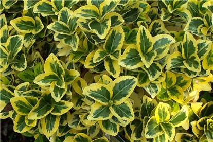 Euonymus 'Aureo-Marginata'