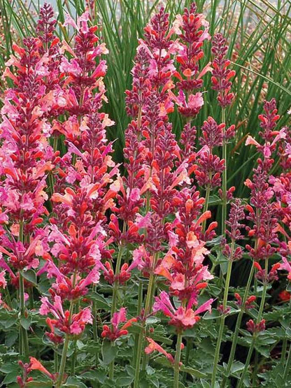 Agastache Kudos Ambrosia