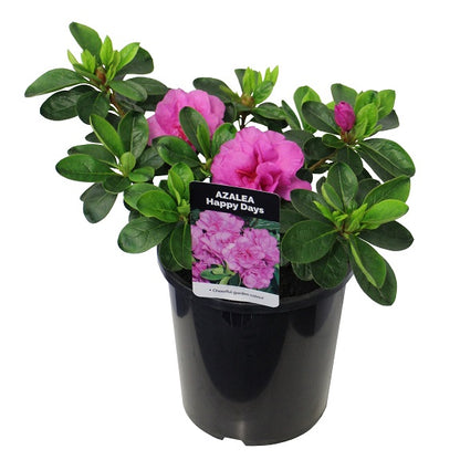 Azalea "Happy Days"