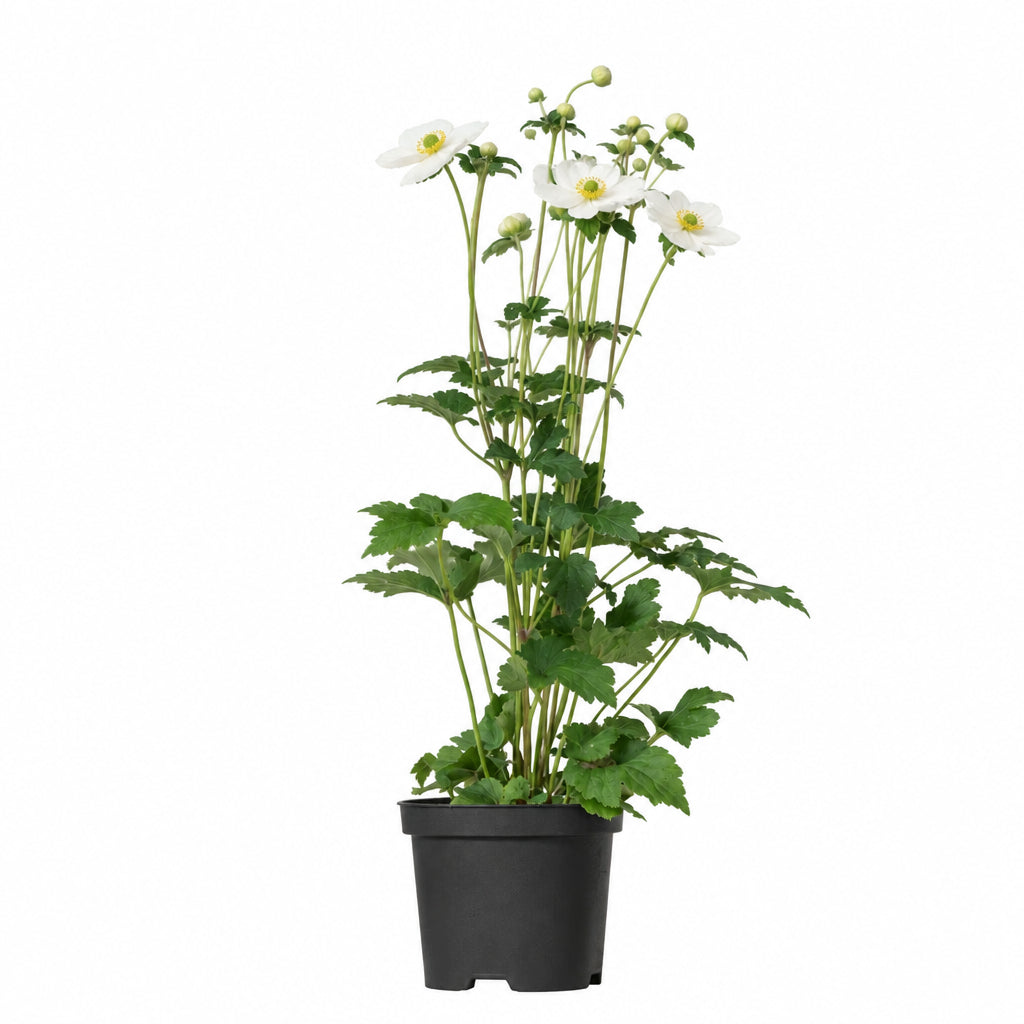Anemone Honorine Jobert