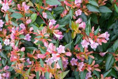 Abelia 'Edward Goucher'