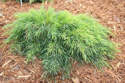 Acacia "Cousin Itt'